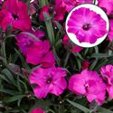 Afbeelding van Dianthus P10.5 Scully Kleurtonend